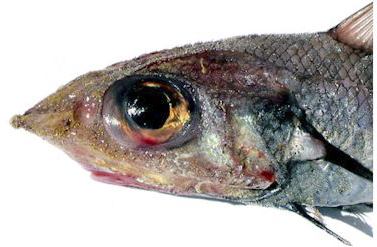 Nezumia spp sclerorhynchus_1212